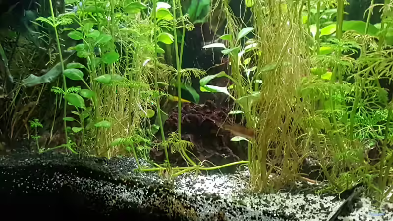 Aquarium Becken 33864 von Sunnyboy_72 (28)