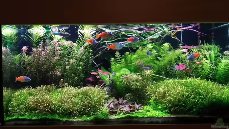 Aquarium Becken 33872 von Thomas Brandt (2)