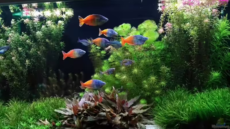 Aquarium Becken 33872 von Thomas Brandt (3)