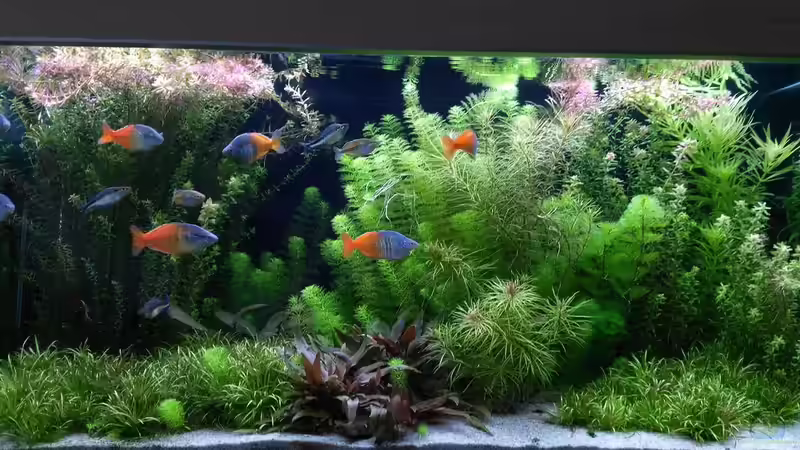 Aquarium Becken 33872 von Thomas Brandt (4)