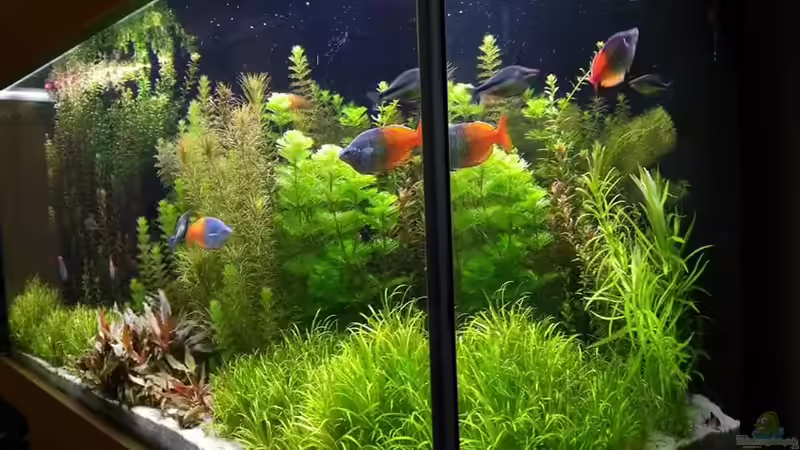 Aquarium Becken 33872 von Thomas Brandt (5)