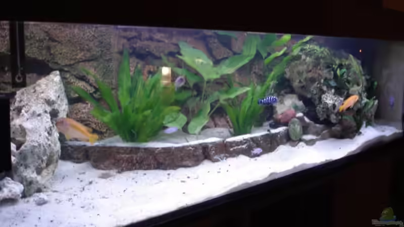 Aquarium Becken 3389 von Florian Frank (3)