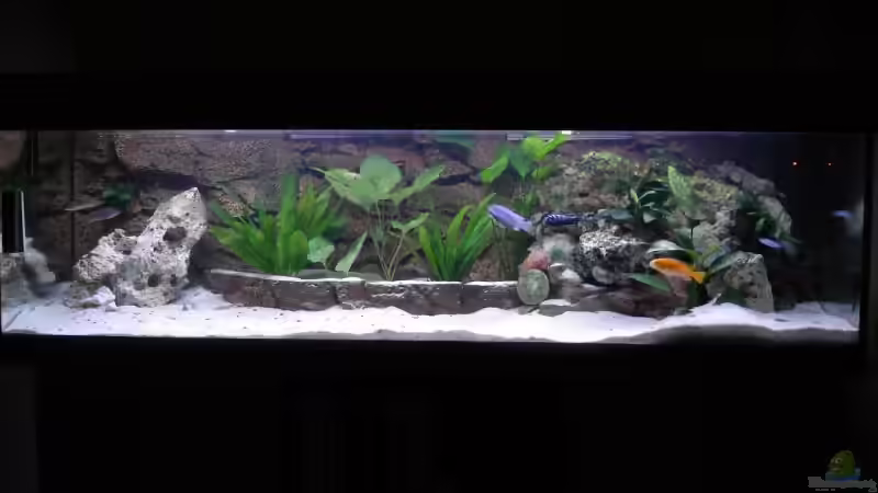 Aquarium Becken 3389 von Florian Frank (4)