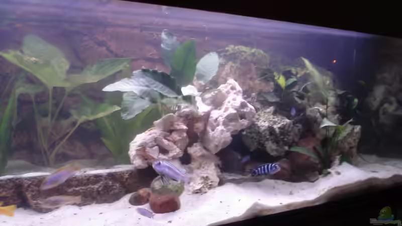 Aquarium Becken 3389 von Florian Frank (5) (9)