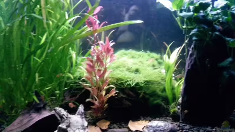 Aquarium Becken 34034 von Rabäukchen (2)