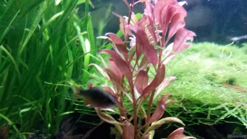 Aquarium Becken 34034 von Rabäukchen (4)