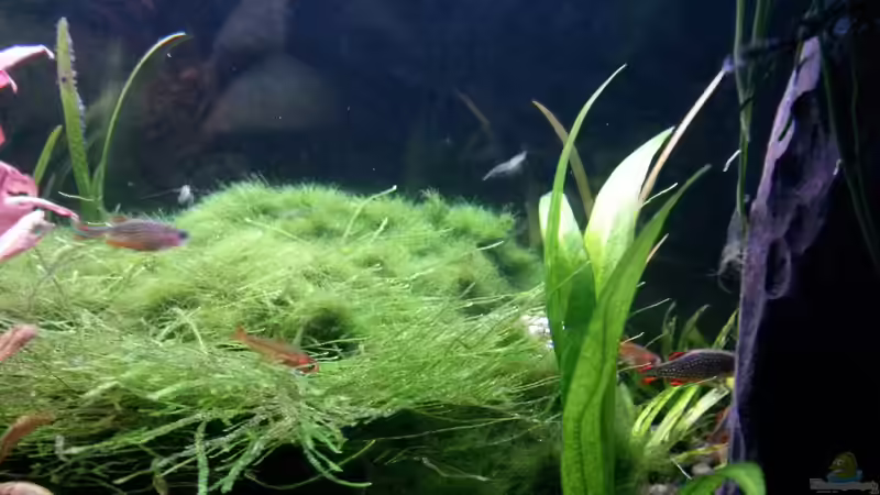 Aquarium Becken 34034 von Rabäukchen (5)