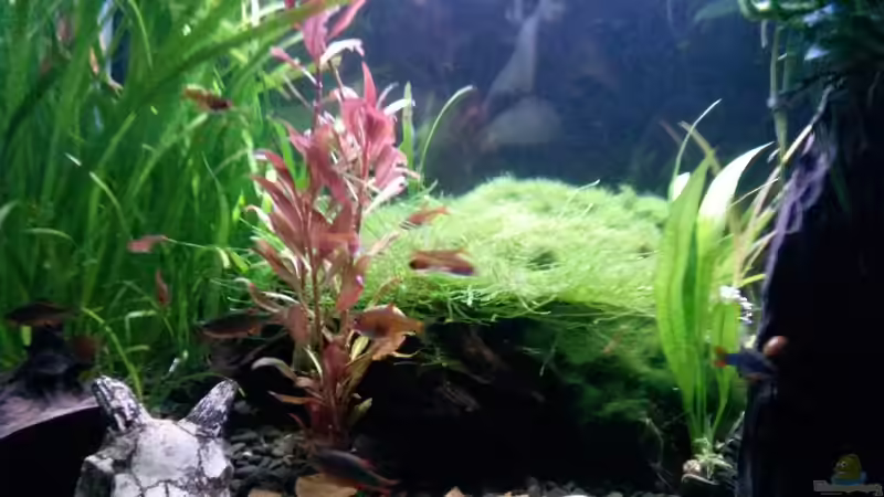 Aquarium Becken 34034 von Rabäukchen (6)