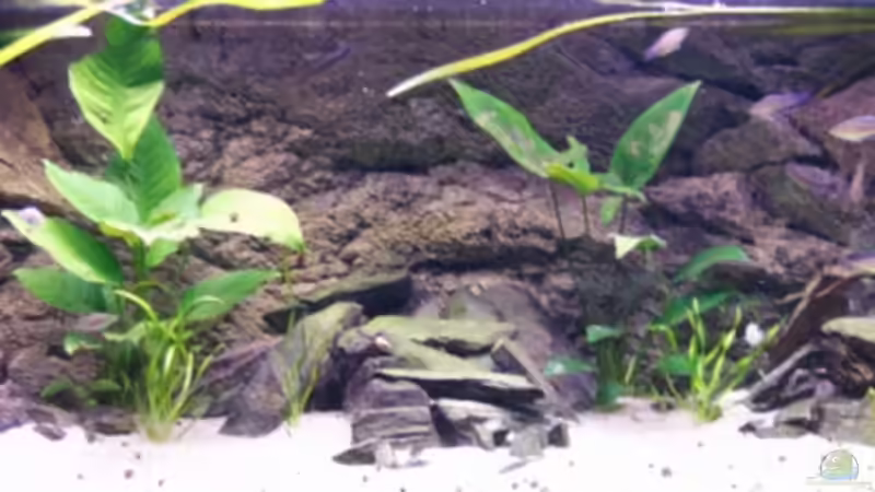 Aquarium Becken 3404 von Martin Hänggi (4)