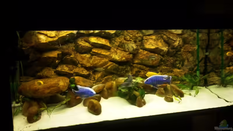 Aquarium Becken 3408 von Thomas Fricke (5)