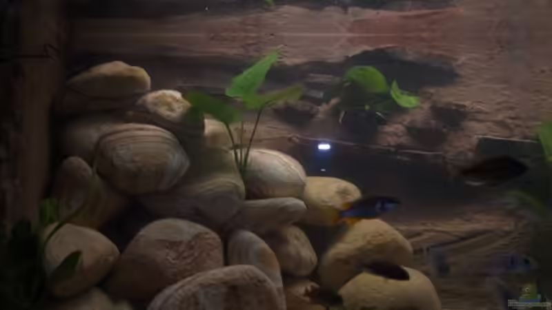 Aquarium Becken 3409 von Jochen Engelmann (2)