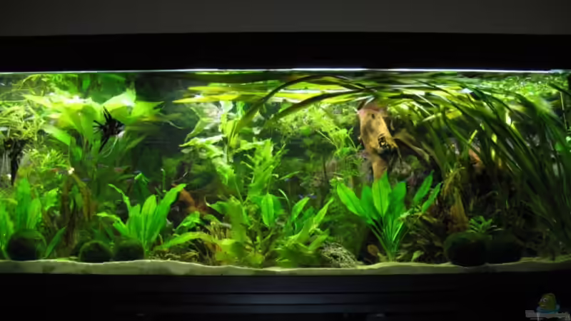 Aquarium Becken 341 von Marcus.H (2)