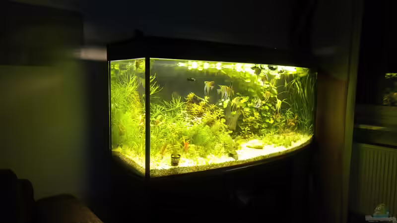 Aquarium Becken 34106 von Standard (3)