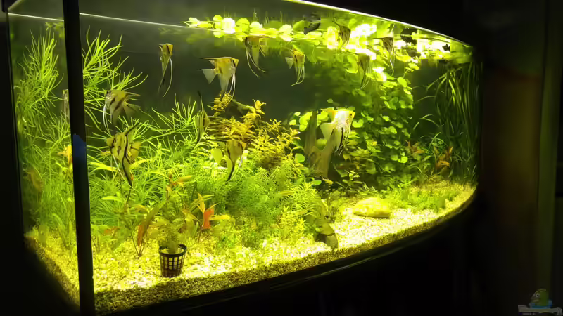 Aquarium Becken 34106 von Standard (4)