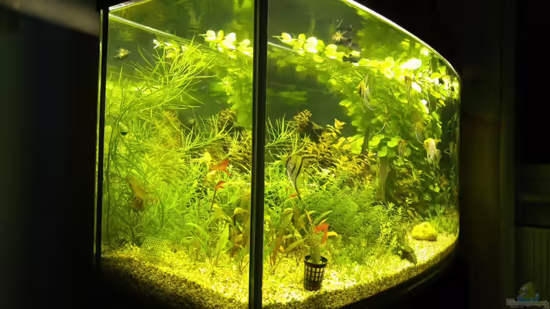 Aquarium Becken 34106 von Standard (5)