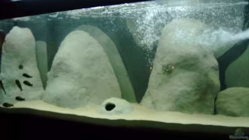 Aquarium Becken 3411 von Nikki Meier (2)