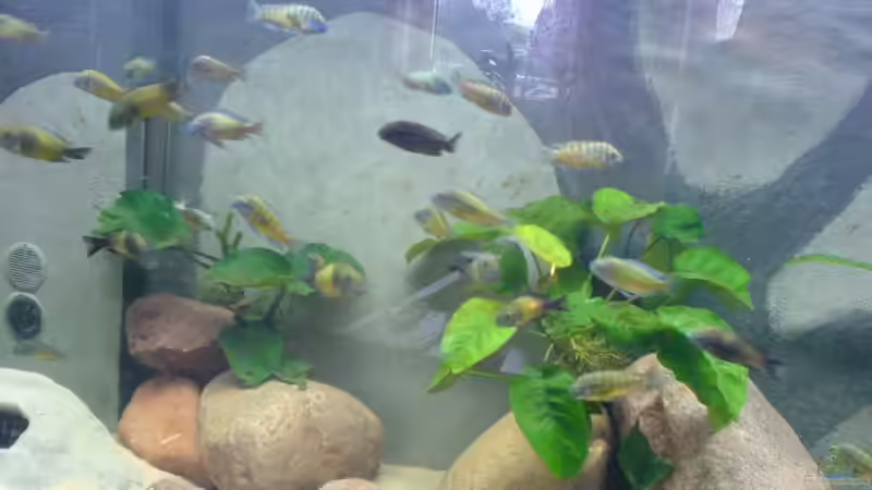 Aquarium Becken 3411 von Nikki Meier (4)