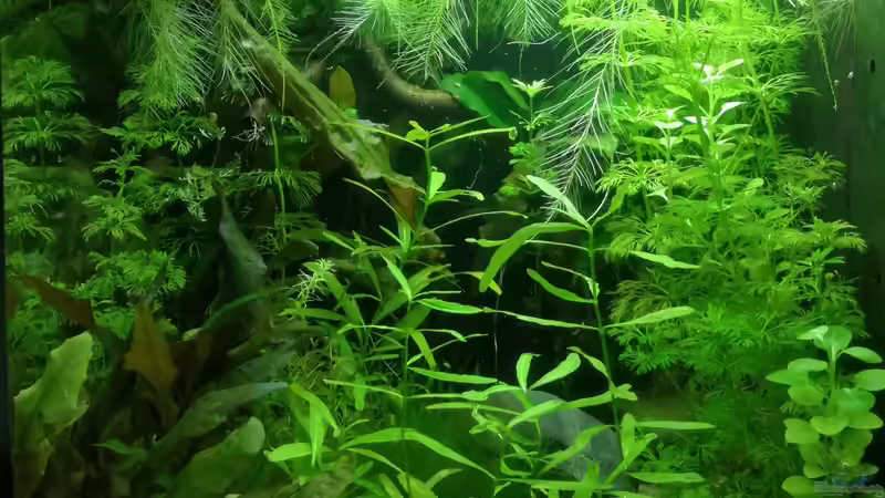 Aquarium Becken 34165 von Heike Fuchs (2)