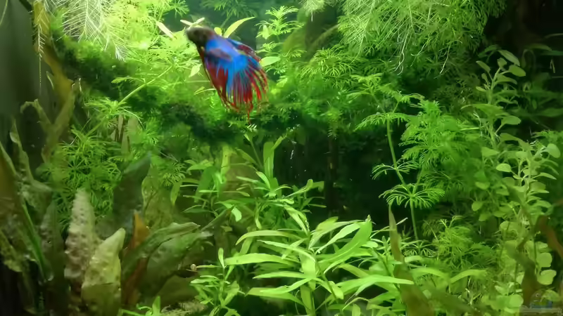 Aquarium Becken 34165 von Heike Fuchs (3)