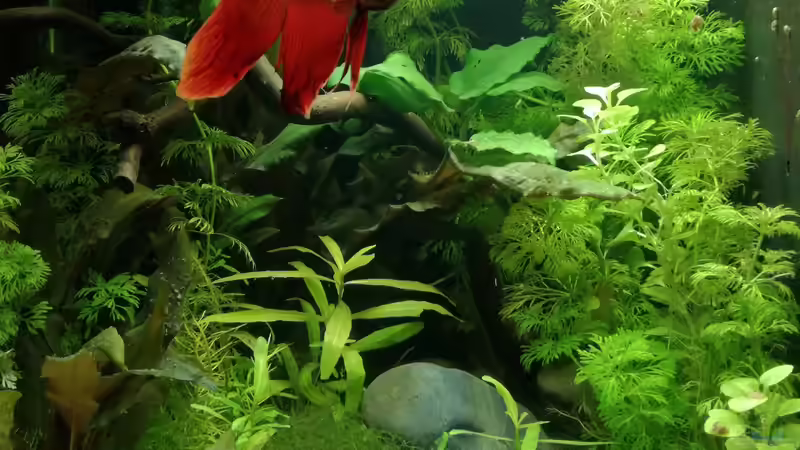 Aquarium Becken 34165 von Heike Fuchs (4)