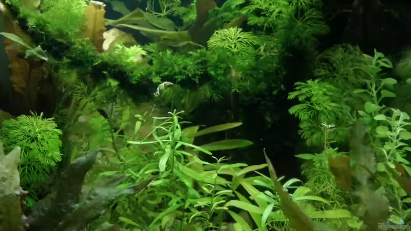 Aquarium Becken 34165 von Heike Fuchs (5)