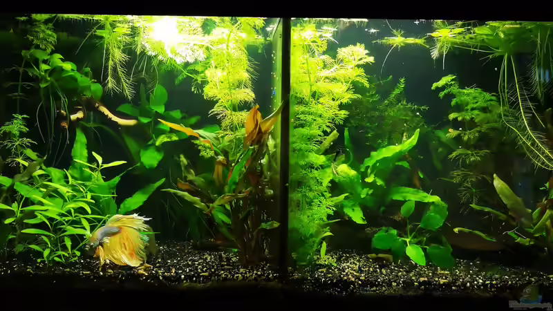 Aquarium Becken 34165 von Heike Fuchs (7)