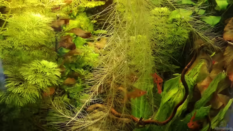 Aquarium Becken 34169 von Heike Fuchs (3)