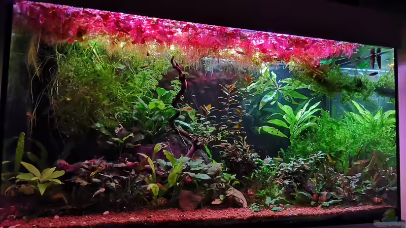 Aquarium Becken 34170 von Heike Fuchs (10)