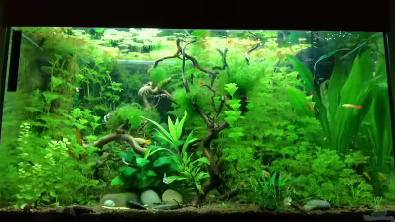 Aquarium Becken 34170 von Heike Fuchs (2)