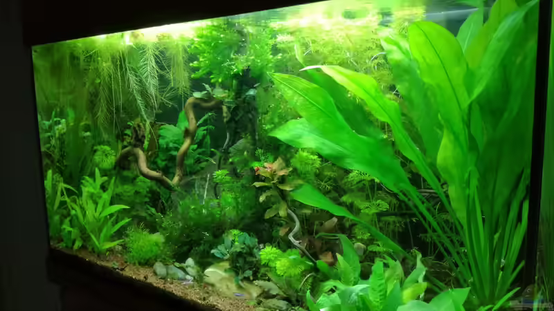 Aquarium Becken 34170 von Heike Fuchs (7)