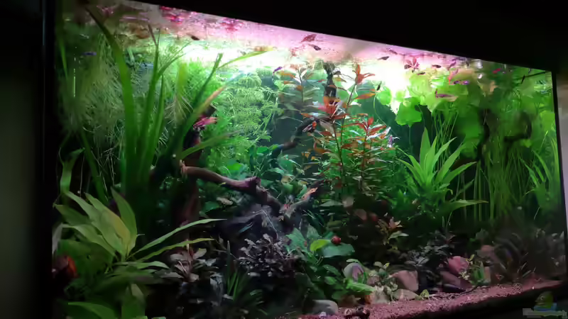 Aquarium Becken 34170 von Heike Fuchs (9)