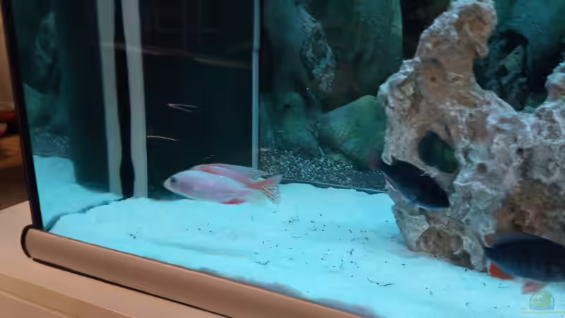 Aquarium Becken 34175 von stefan84 (10)