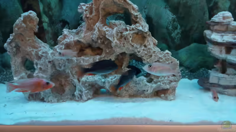 Aquarium Becken 34175 von stefan84 (3)