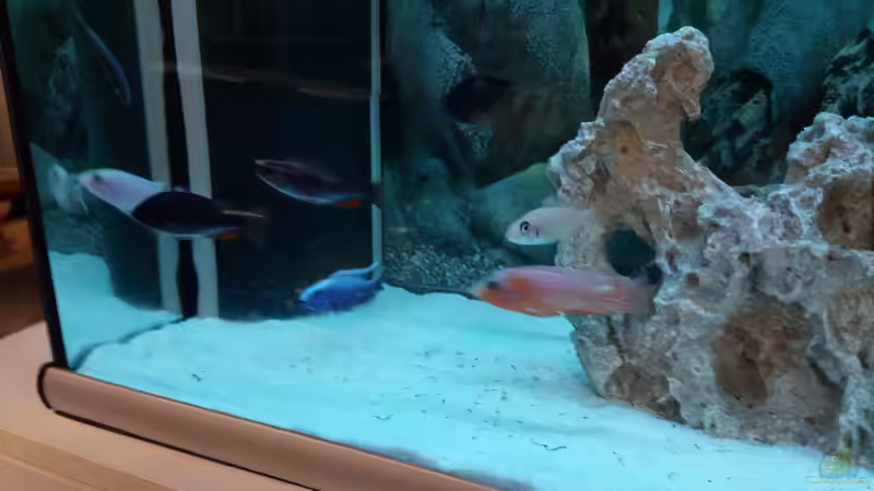 Aquarium Becken 34175 von stefan84 (9)