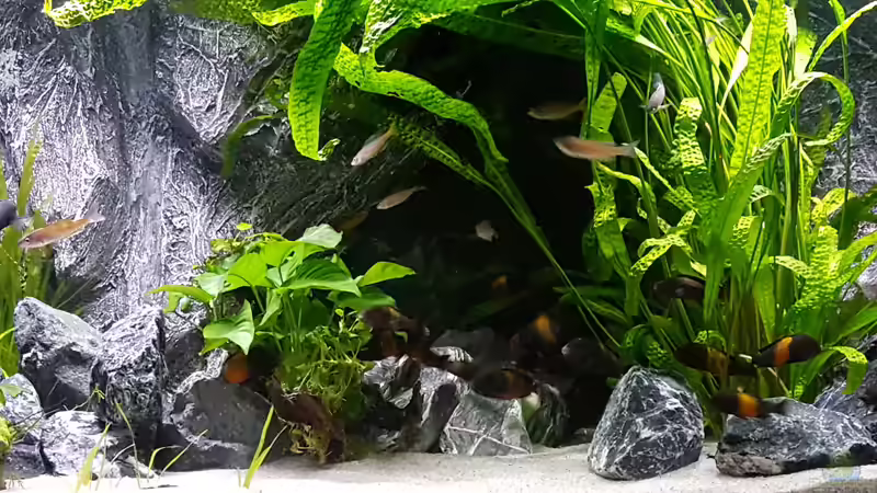 Aquarium Becken 34193 Tanganjika AUFGELÖST von da Dida (3)