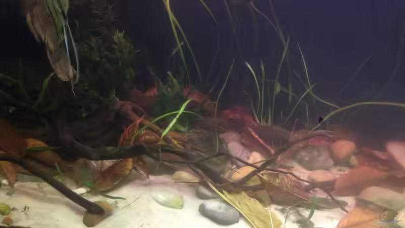 Aquarium Becken 34195 von Dominik Wexenberger (2)