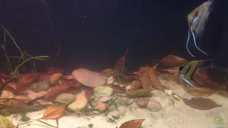 Aquarium Becken 34195 von Dominik Wexenberger (3)