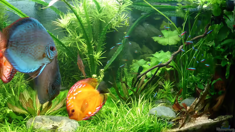 Aquarium Becken 34244 -Ehemaliges Diskusbecken - von Grünhexe (12)