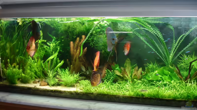 Aquarium Becken 34244 -Ehemaliges Diskusbecken - von Grünhexe (13)