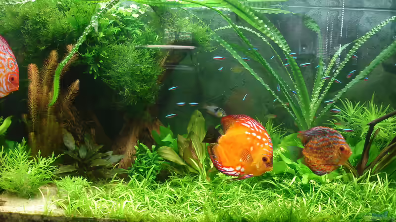 Aquarium Becken 34244 -Ehemaliges Diskusbecken - von Grünhexe (14)