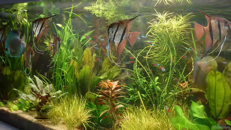 Aquarium Becken 34244 -Ehemaliges Diskusbecken - von Grünhexe (15)