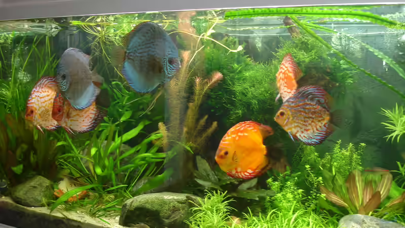 Aquarium Becken 34244 -Ehemaliges Diskusbecken - von Grünhexe (18)