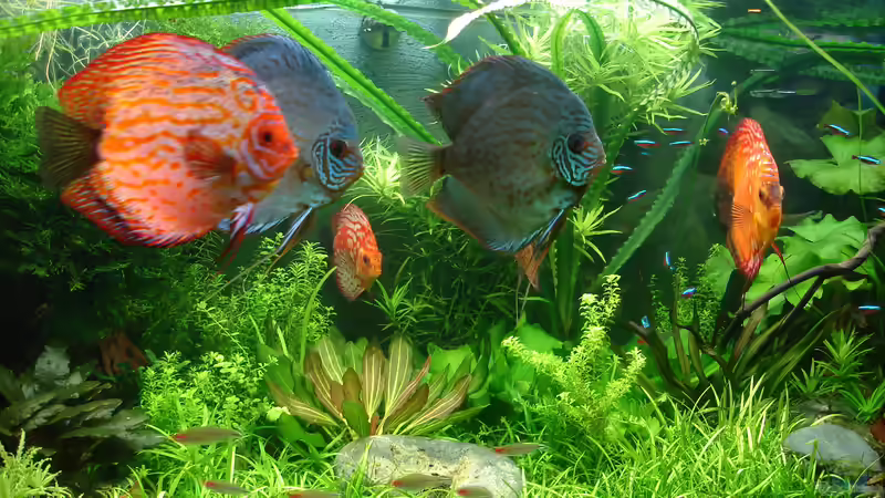 Aquarium Becken 34244 -Ehemaliges Diskusbecken - von Grünhexe (19)