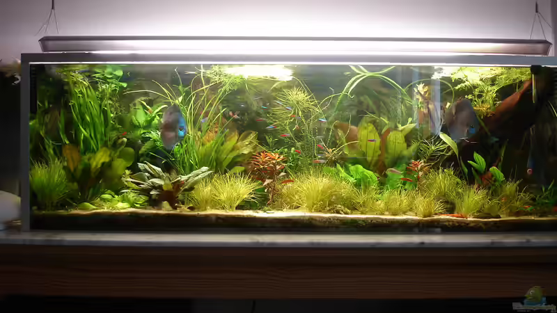 Aquarium Becken 34244 -Ehemaliges Diskusbecken - von Grünhexe (20)