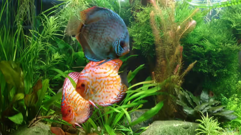 Aquarium Becken 34244 -Ehemaliges Diskusbecken - von Grünhexe (21)