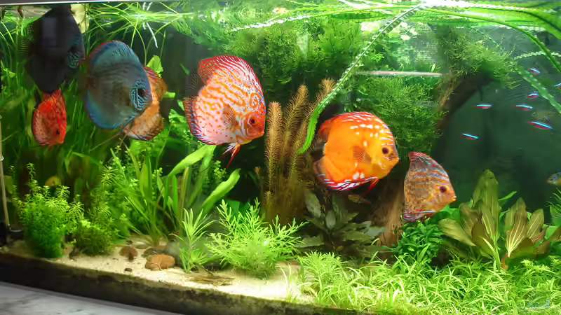 Aquarium Becken 34244 -Ehemaliges Diskusbecken - von Grünhexe (22)