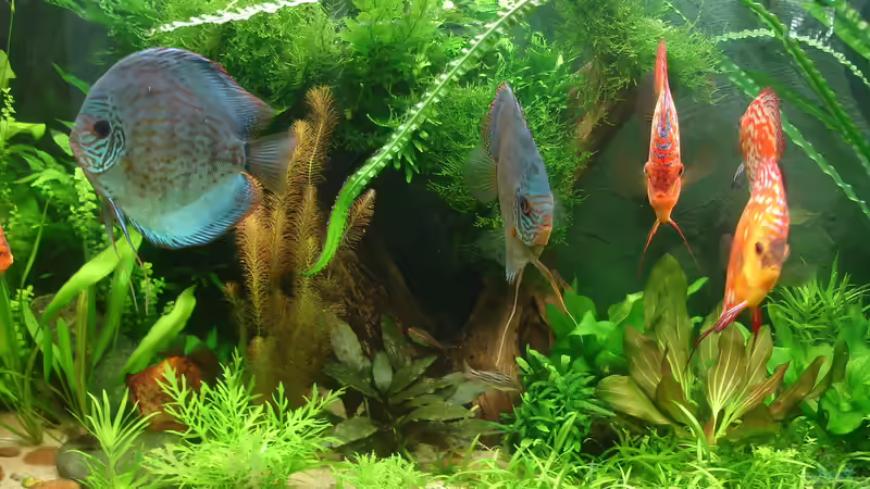 Aquarium Becken 34244 -Ehemaliges Diskusbecken - von Grünhexe (27)