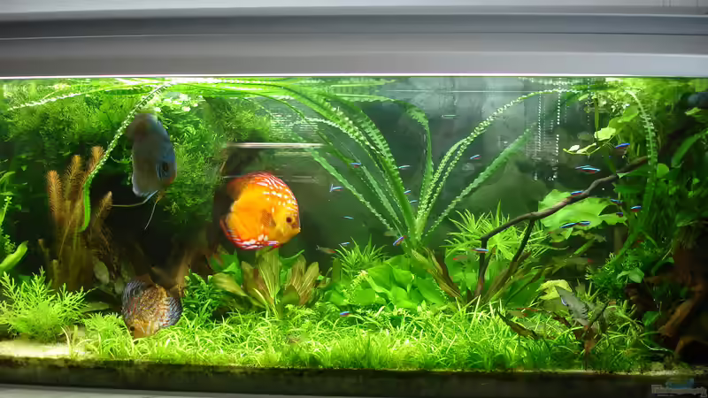 Aquarium Becken 34244 -Ehemaliges Diskusbecken - von Grünhexe (28)