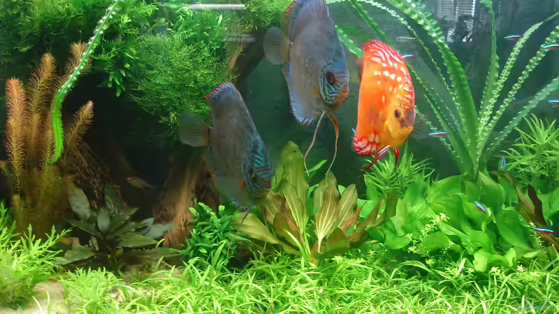 Aquarium Becken 34244 -Ehemaliges Diskusbecken - von Grünhexe (29)