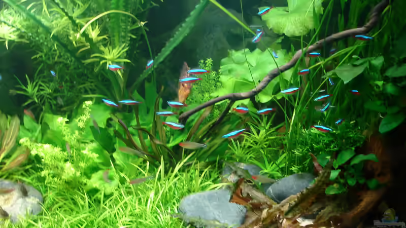 Aquarium Becken 34244 -Ehemaliges Diskusbecken - von Grünhexe (31)